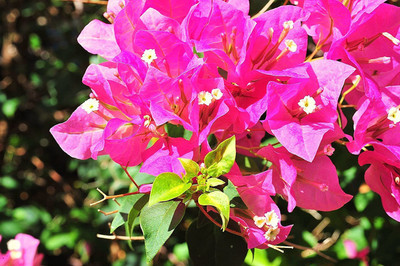 SSalerBazar Bougainvillea Plant(Hybrid, Pack of 1)