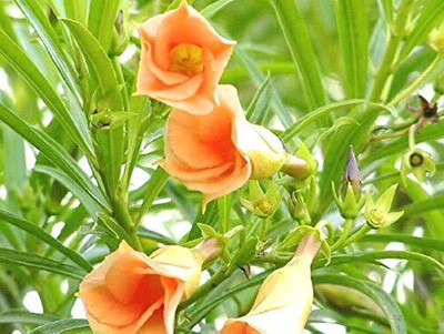 GURVEPLANTATIONI Kaner Plant(Pack of 1)