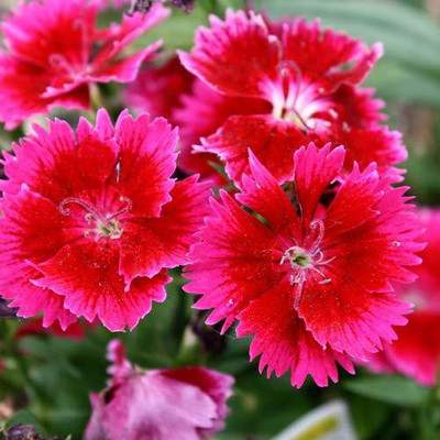 CYBEXIS Dianthus Mixed Color | F1 Hybrid Flower Seed(50 per packet)
