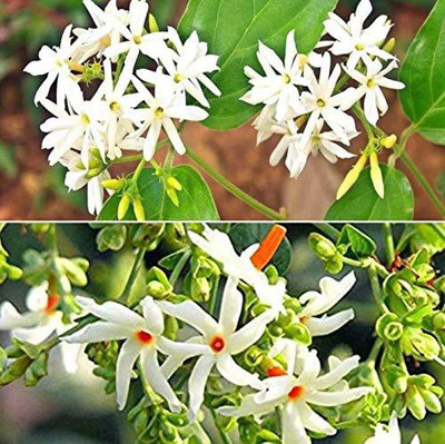 Ukanda Parijat/Harsingar Plant(Hybrid, Pack of 1)
