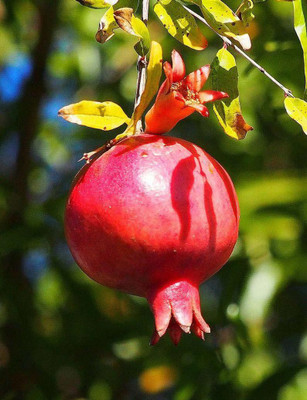 WILLVINE XLR-83 Fresh Red Big Pomegranate Seeds Seed(25 per packet)