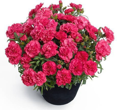 CYBEXIS Carnation Seed(50 per packet)