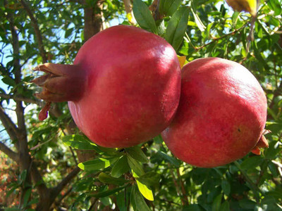 CYBEXIS ATS-84 - Pomegranate Tree - Punica Granatum - (270 Seeds) Seed(270 per packet)