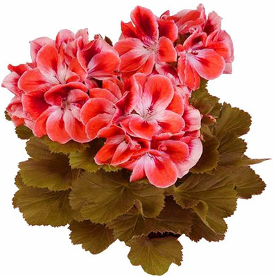 CRGO GERANIUM Seed(35 per packet)