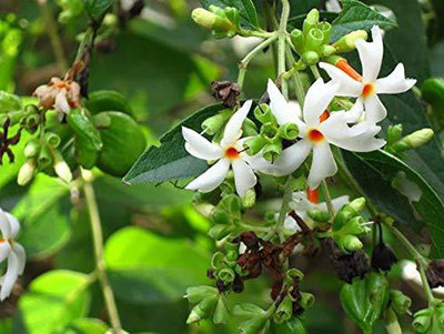 Greenursery Night Bloom Jasmine Plant(Hybrid, Pack of 1)