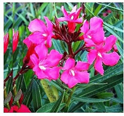 GURVEPLANTATIONI Kaner Plant(Pack of 1)
