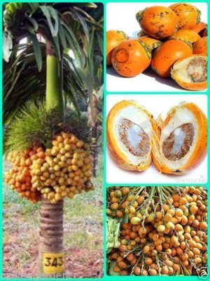 LaughEarth Coconut Plant(Hybrid, Pack of 1)