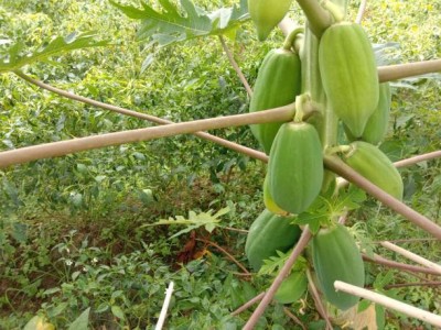 Splorias Red lady papaya taiwan Seed(35 per packet)