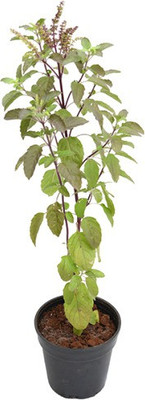 LYRS Green Basil Tulsi Seed(27 per packet)