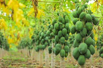 Corofitam Papaya Seed(25 per packet)