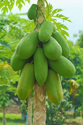 Corofitam Papaya Seed(25 per packet)
