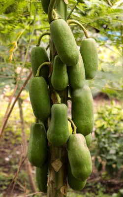 Corofitam Papaya Seed(25 per packet)