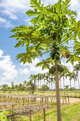 Corofitam Papaya Seed(25 per packet)
