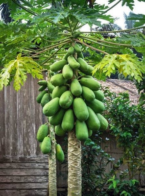 Corofitam Papaya Seed(25 per packet)