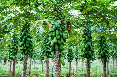 Corofitam PAPAYA Seed(25 per packet)