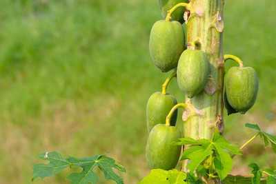 The Entacloo Papaya Seed(25 per packet)