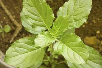 LYRS Tulsi Seed(15 per packet)