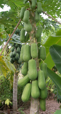 Corofitam Papaya Seed(25 per packet)