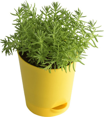 DAIVISH Jade Plant(Pack of 1)
