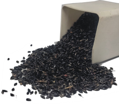 PRADHAM SEEDS FODDER GRASS Seed(50000 per packet)