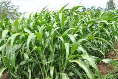 PRADHAM SEEDS Fodder Grass Seed(1 per packet)