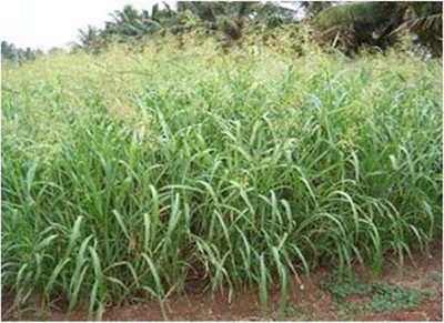 PRADHAM SEEDS Fodder Sorghum Grass Seed(5 per packet)