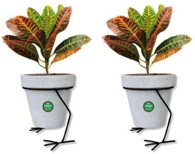 TrustBasket Hen Planter Stand - Set of 2… Plant Container Set(Pack of 2, Metal)