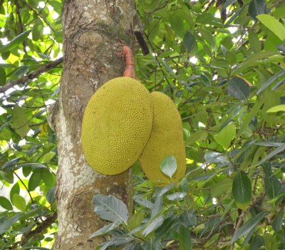 Plantzoin Jackfruit Plant(Pack of 1)