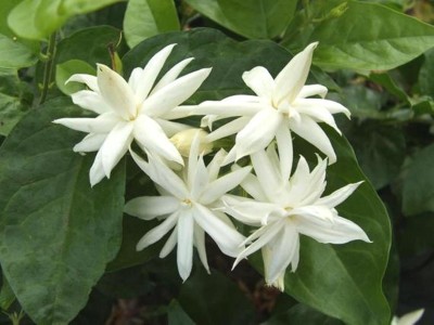 Plantzoin Jasmine Plant(Pack of 1)