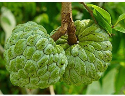 Paudha Custard apple ( setaphal ) Seed(20 per packet)