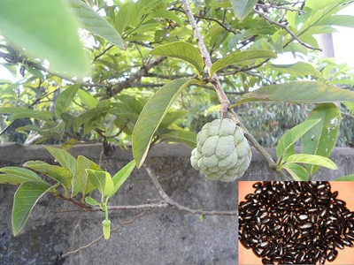 XOLDA Custard apple ( setaphal ) Seed(14 per packet)