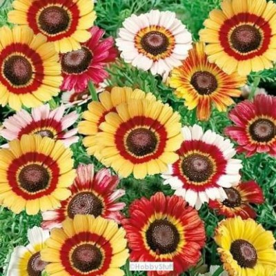 syed CHRYSANTHEMUM CARINATUM MIX Seed(100 per packet)