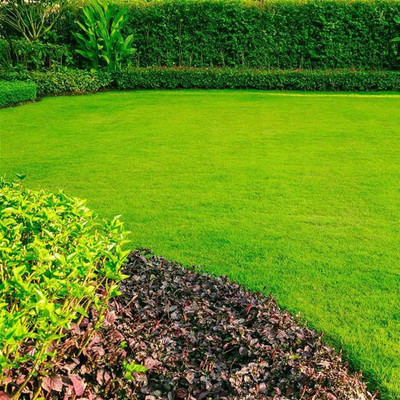 XOLDA Lawn Grass Seed(11 per packet)