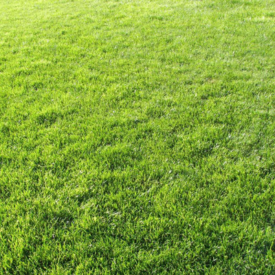 XOLDA Lawn Grass Seed(50 per packet)