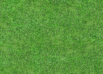 XOLDA Lawn Grass Seed(39 per packet)