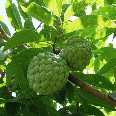Paudha Custard apple ( setaphal ) Seed(29 per packet)