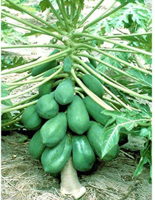 ginnienterpris PAPAYA Seed(170 per packet)