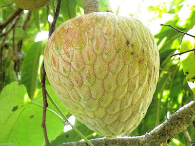 Paudha Custard apple ( setaphal ) Seed(29 per packet)
