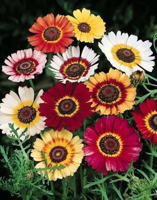Jevik Chrysanthemum carinatum mixed Seed(450 per packet)