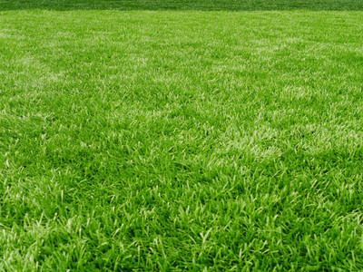 XOLDA Lawn Grass Seed(10 per packet)