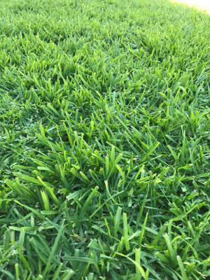 Paudha Lawn Grass Seed(24 per packet)