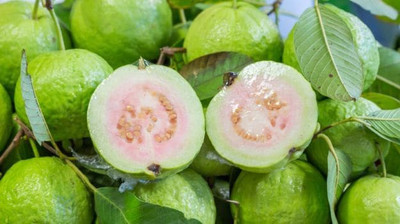 Paudha Guava ( amrood ) Seed(47 per packet)