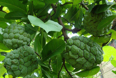 Paudha Custard apple ( setaphal ) Seed(20 per packet)