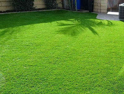 Paudha Lawn Grass Seed(24 per packet)