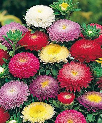 syed ASTER FORMAL MIX SEED Seed(100 per packet)