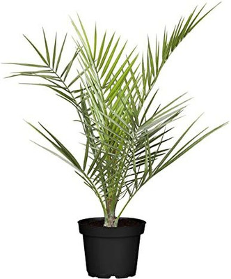 pankaj nursery Phoneix Palm Plant(Pack of 1)