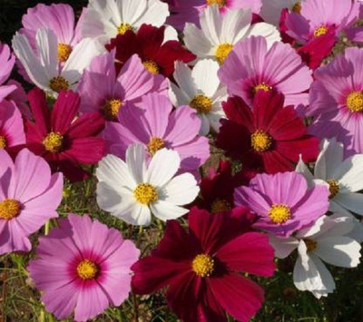 syed COSMOS DWARF SENSATION MIX Seed(100 per packet)