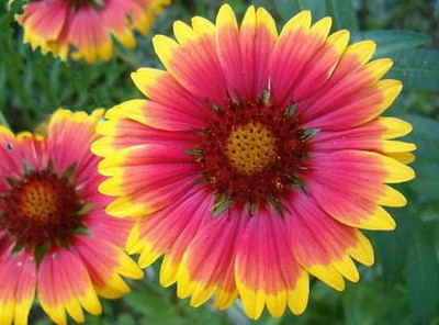 syed GAILARDIA ARISTALA MIX Seed(100 per packet)