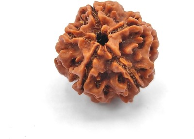 Plus Value 5 Mukhi Rudraksha Five Face Paanch Mukhi Original Nepali Rudraksha Decorative Showpiece  -  18 cm(Wood, Brown)