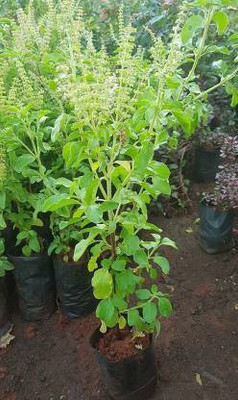 EVY Tulsi Plant(Hybrid, Pack of 1)